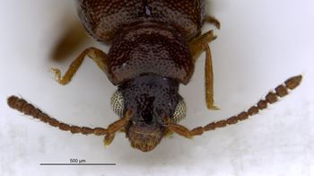 Media type: image;   Entomology 6567 Aspect: head frontal view
